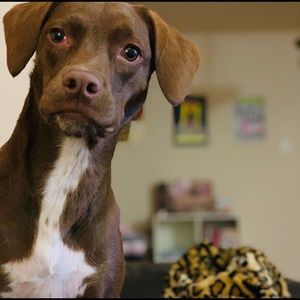 Meet your Posher, Veronica